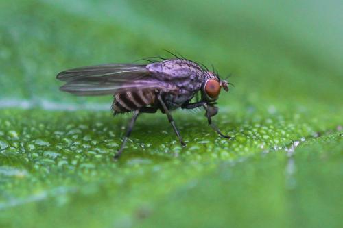 Réf. 279 304 : Minettia tabidiventris